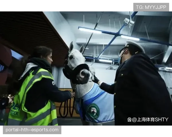 马术比赛的马匹运输：头等舱待遇的价格，马术比赛专用
